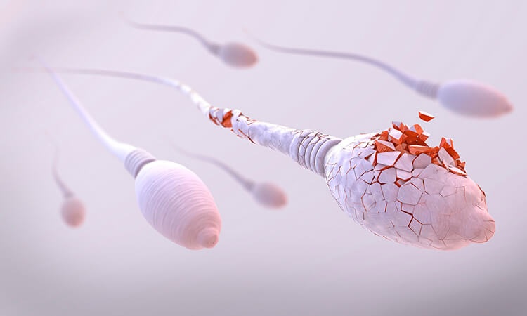 La calidad del semen de los hombres disminuye especialmente al cumplir esta edad