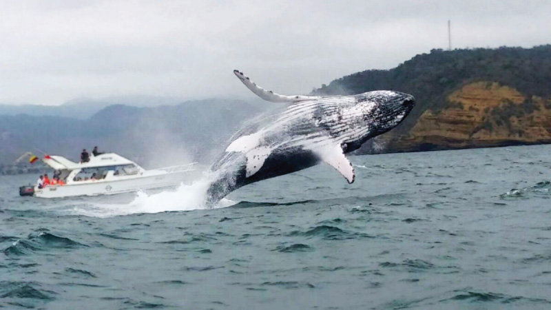 La épica migración de las ballenas jorobadas de la Antártida a las costas de Manabí