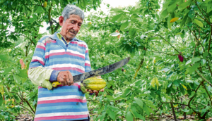En 2024, Manabí, plantó 121.471 ha de cacao, según la UTM.