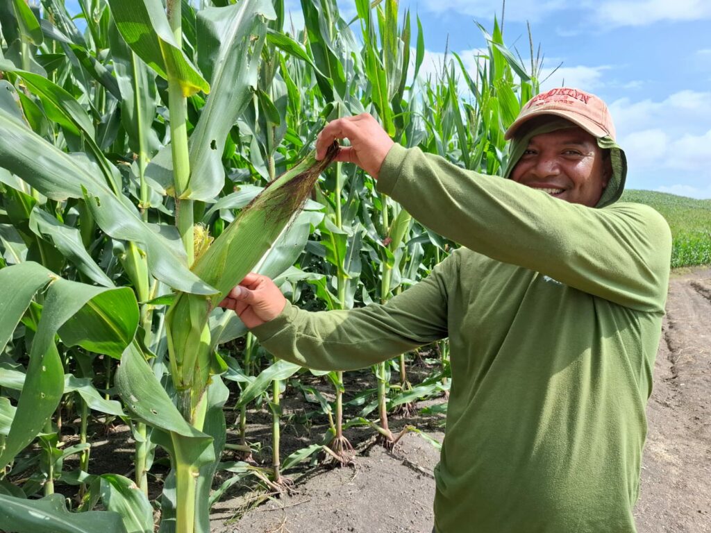 Manabí supera a Colombia y Perú en producción récord de maíz