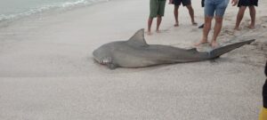 Pescadores retiran tiburón de playa en Crucita El MATE denuncia posible delito