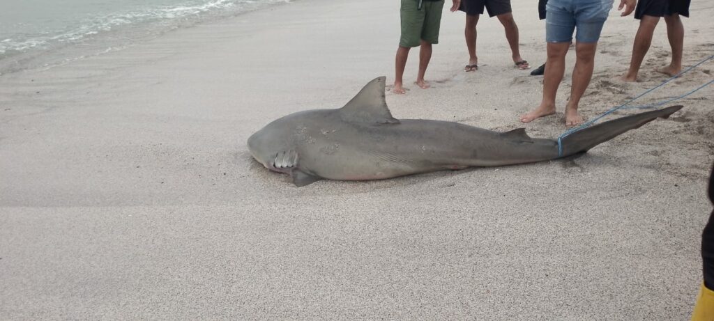 Tiburón varado en Crucita, amenaza para bañistas o fenómeno natural