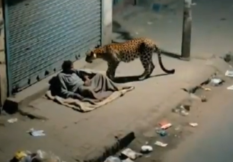 Un leopardo se acercó a un habitante de calle (indigente) en una localidad no especificada de India, lo olió brevemente y se alejó sin causar daños.