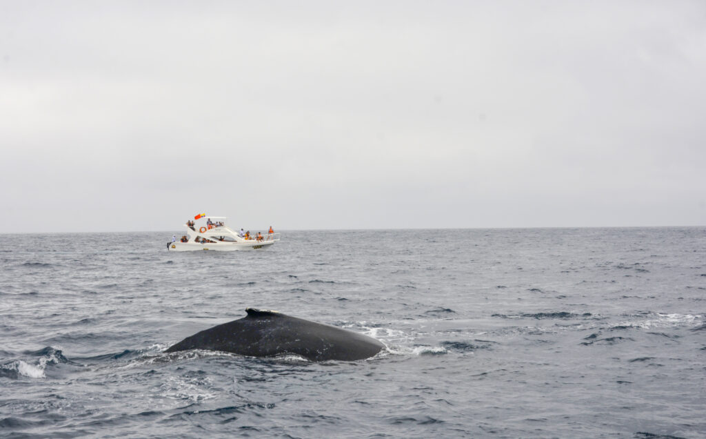 En Puerto López, Manabí, el avistamiento de ballenas jorobadas es una actividad turística que atrae muchos visitantes