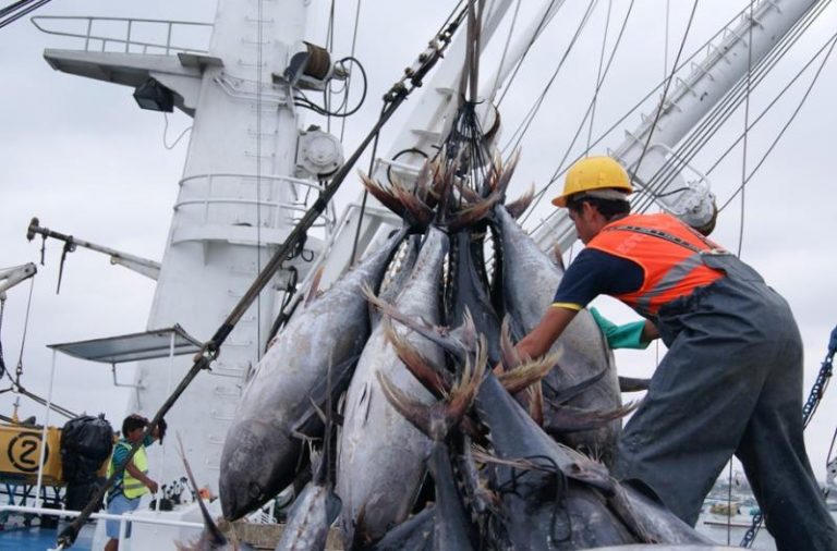 pesca atún