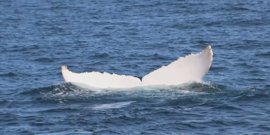 Una ballena jorobada blanca asombra a Puerto López: podría ser una de solo dos en el mundo
