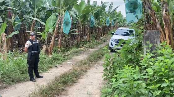 Macabro hallazgo: cadáver de mujer enterrada en bananera de Machala conmociona a la comunidad