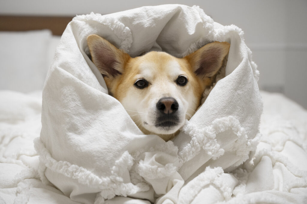 ¡Abriga a tu peludo! Consejos clave para proteger a tu perro del frío nocturno