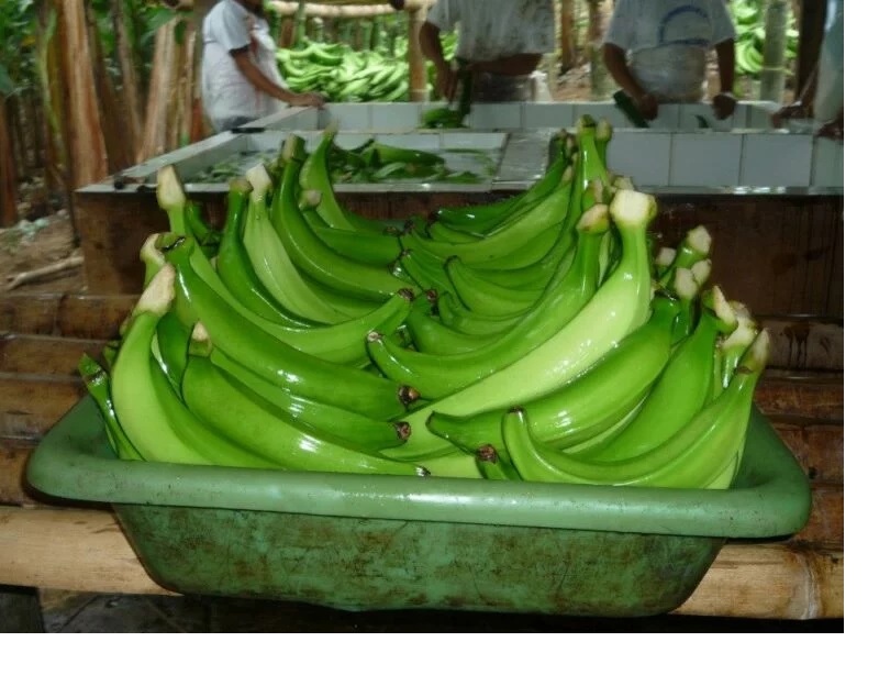 platano para exportacion