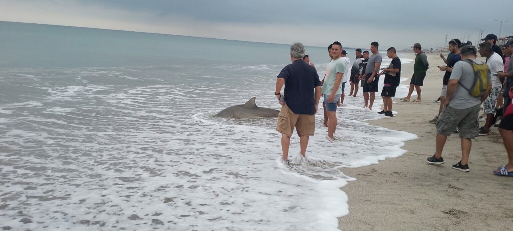Tiburón en la playa: lo que sabemos del inusual hallazgo en Crucita