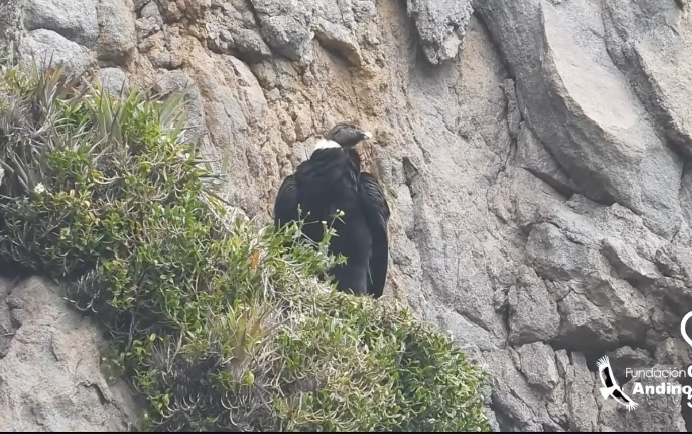 Ares, cóndor andino, da a luz a su segundo polluelo en los páramos de Pichincha.