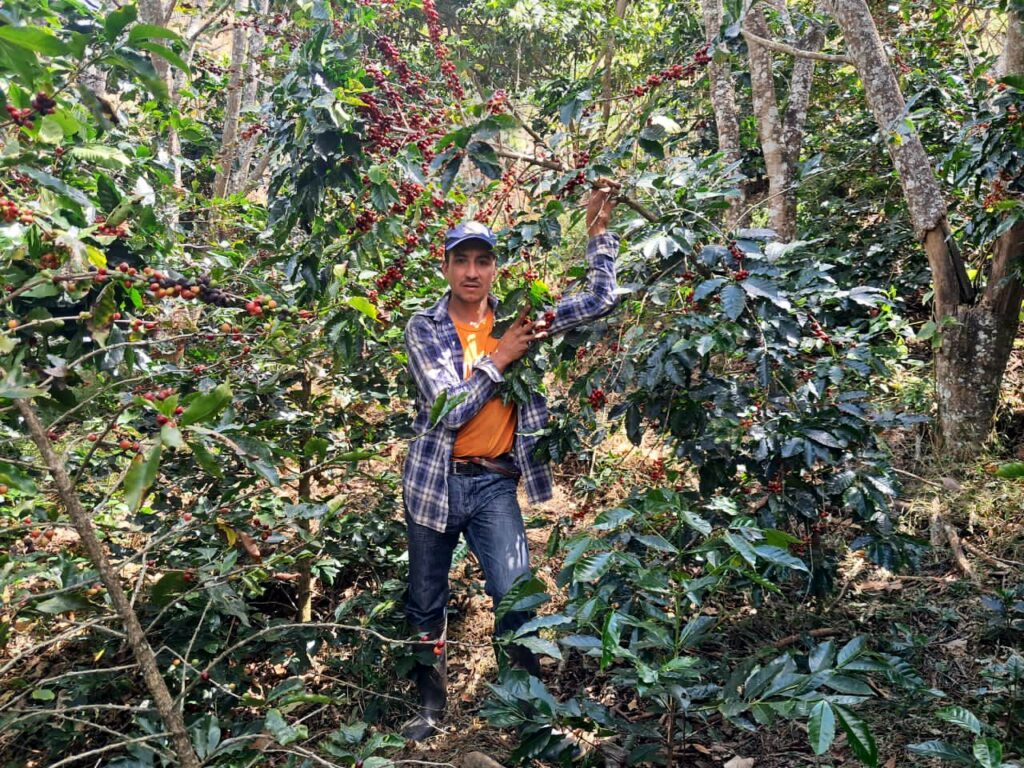 Asambleístas proponen ley para proteger derechos de productores de café en Ecuador