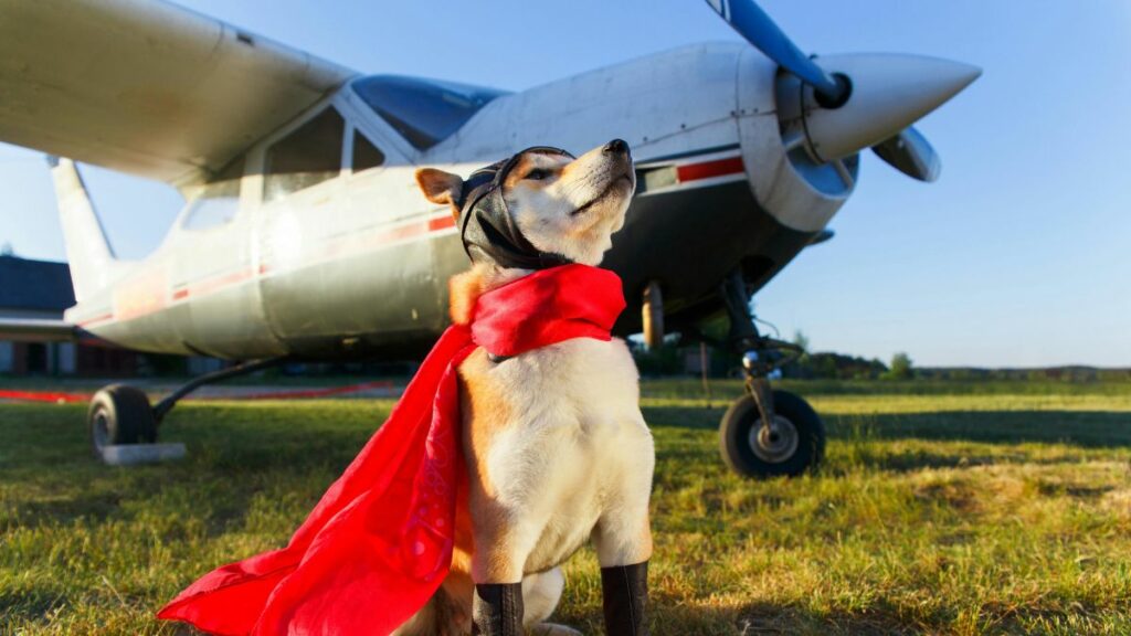 El Día del Perro fomenta el turismo pet-friendly en Ecuador con retos en transporte aéreo. (Pexels)