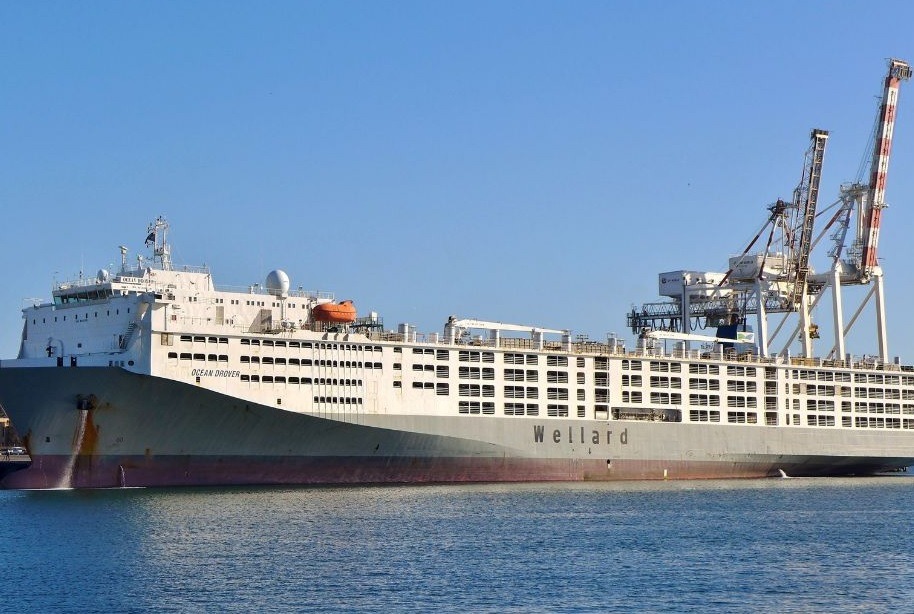 El Ocean Drover, reconocido como el barco más grande del mundo para el transporte de ganado, zarpó este lunes 21 de julio