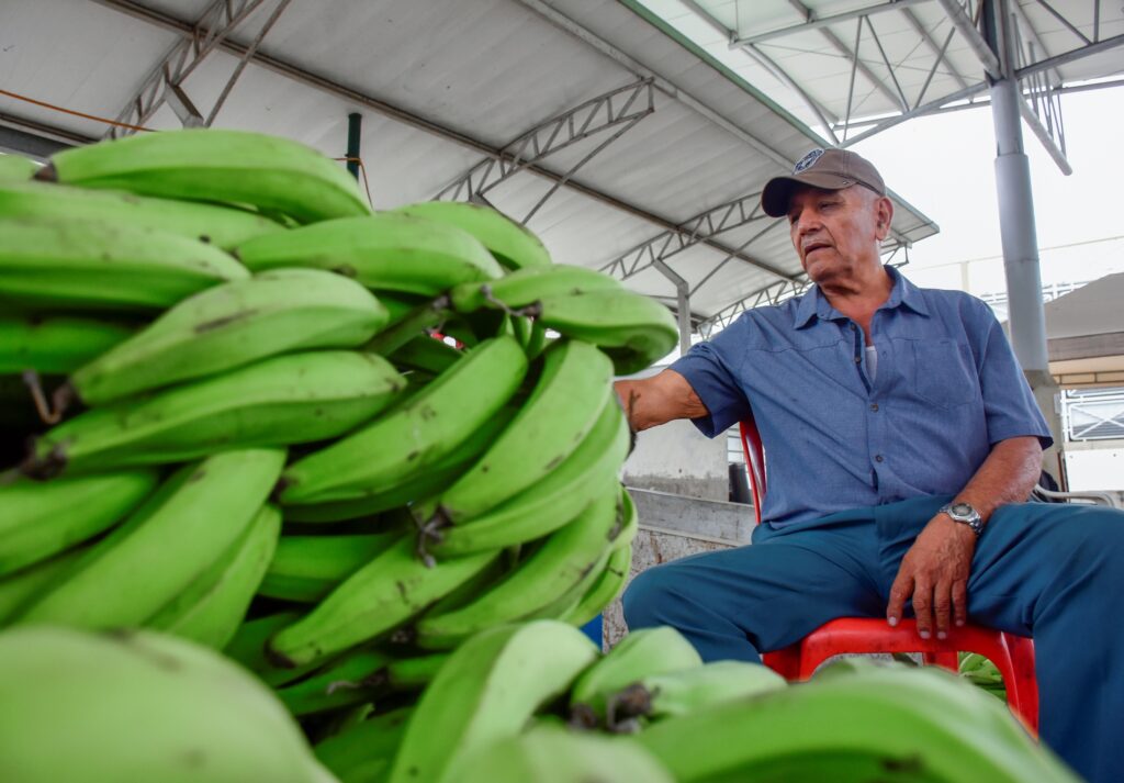 El plátano se vuelve un lujo. Enfermedades, clima y migración al cacao disparan su precio