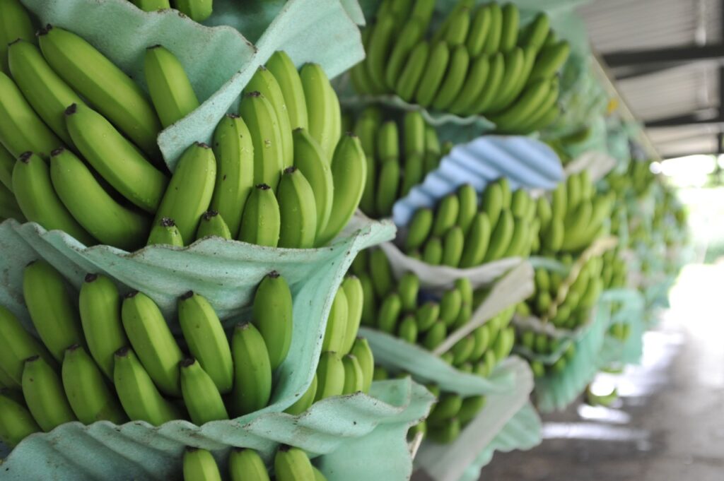 Exportaciones de banano ecuatoriano crecieron en el primer semestre del 2025