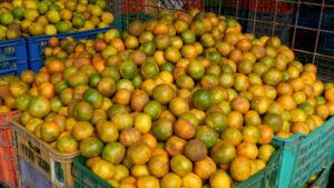 Naranjas, toronjas y mandarinas los cítricos que inundan los mercados de Manabí
