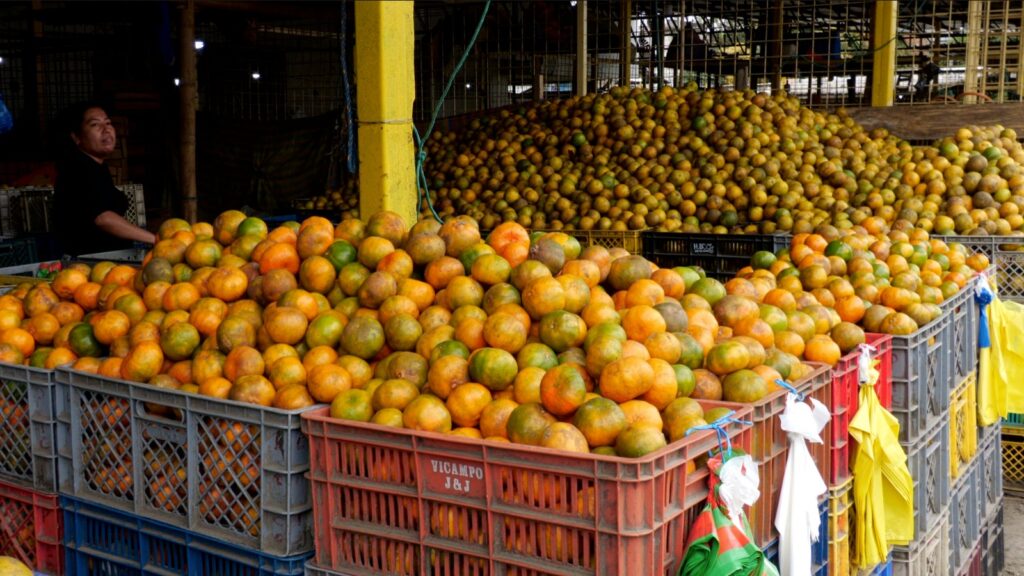 Naranjas, toronjas y mandarinas los cítricos que inundan los mercados de Manabí