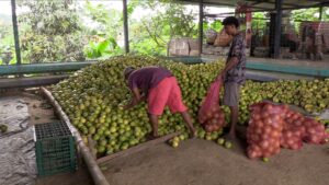 Naranjas, toronjas y mandarinas los cítricos que inundan los mercados de Manabí