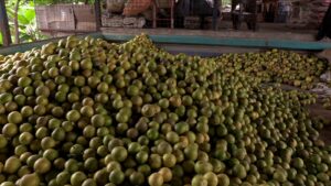 Naranjas, toronjas y mandarinas los cítricos que inundan los mercados de Manabí