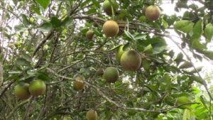 Naranjas, toronjas y mandarinas los cítricos que inundan los mercados de Manabí