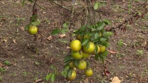 Naranjas, toronjas y mandarinas los cítricos que inundan los mercados de Manabí