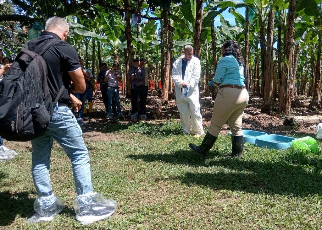 Para controlar el moko, Agrocalidad recibió técnicos del Ministerio de Agricultura de Brasil.