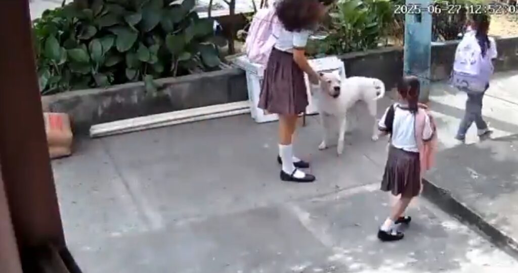 Perro pitbull ataca a niña en Guayaquil: Municipio procesa a tutora por falta de vacunas