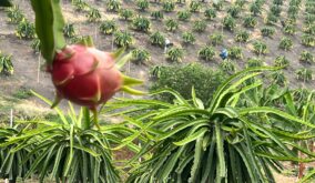 Por qué Perú frenó la importación de pitahaya ecuatoriana