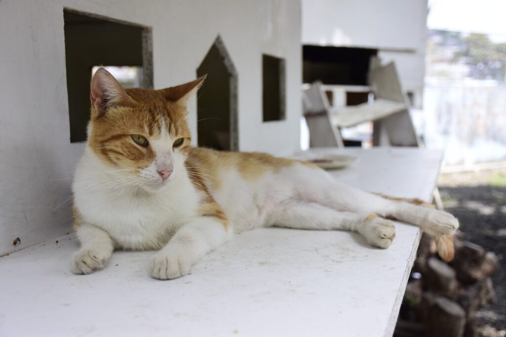 Portoviejo impulsa charlas gratuitas para proteger animales vulnerables
