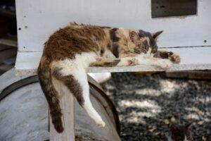 Portoviejo impulsa charlas gratuitas para proteger animales vulnerables 