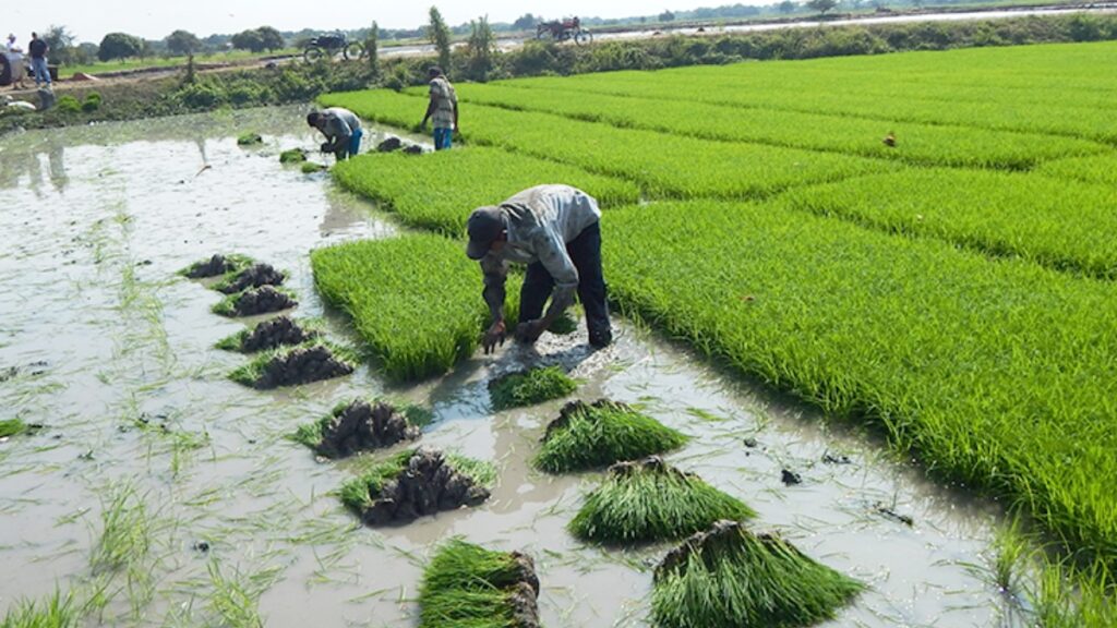 Pro Ecuador lideró la mesa urgente por la crisis del sector arrocero en Ecuador, se reporta sobreproducción de la gramínea. (MAG).