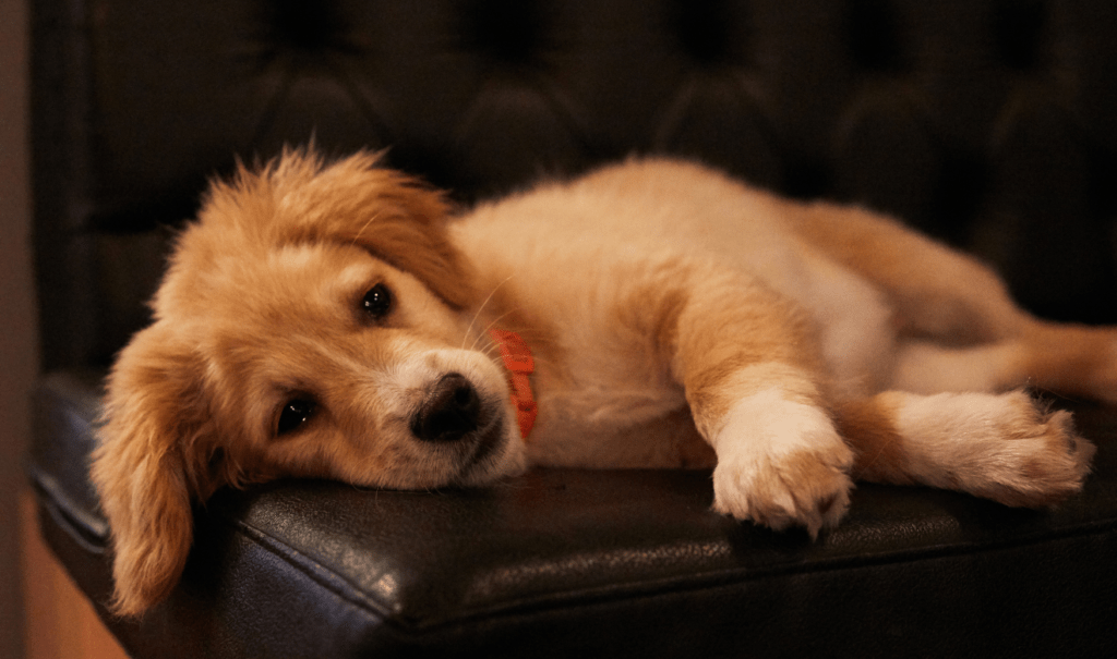Suecia prohíbe dejar a los perros solos en casa por más de seis horas