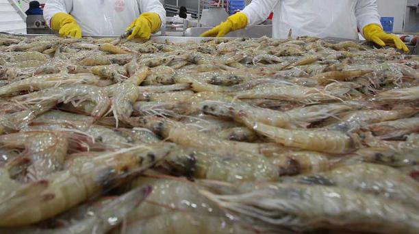 El camarón ecuatoriano es reconocido mundialmente por su alta calidad y sabor, siendo un producto estrella de exportación para Ecuador.