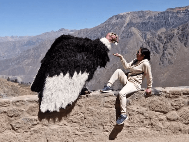 César Zuka sorprende a turistas en el Colca disfrazado de cóndor andino
