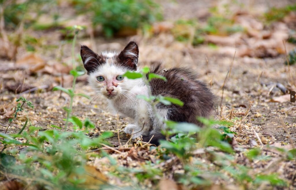 Centro de Fauna Urbana recibe hasta tres denuncias diarias por maltrato animal