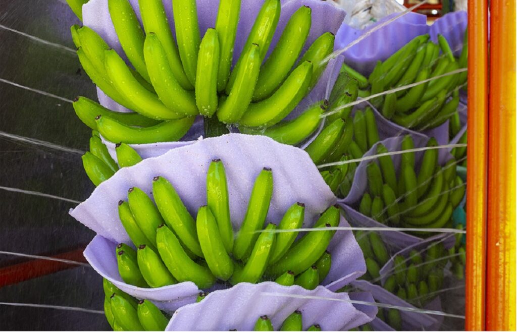 La salida de Exportadora Bananera Noboa S.A. del primer puesto en el ranking de deudores marca un cambio significativo, dado que hace cuatro meses lideraba la lista. FOTO: noboa.global.