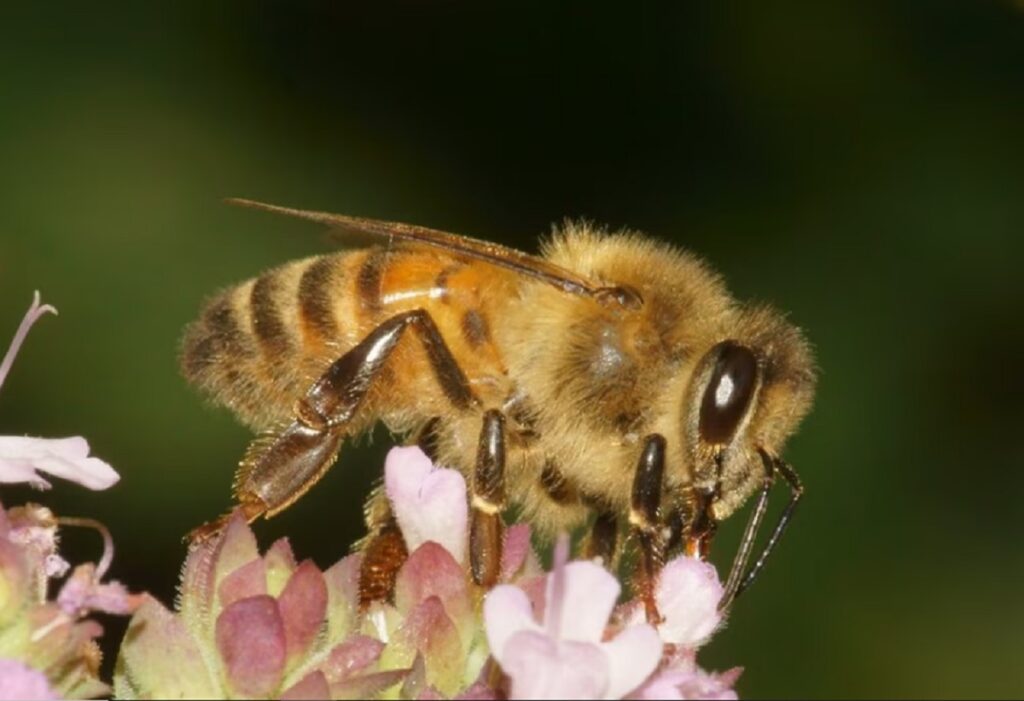 Investigación revela potencial terapéutico del veneno de abeja en enfermedades. FOTO: Europa Press.