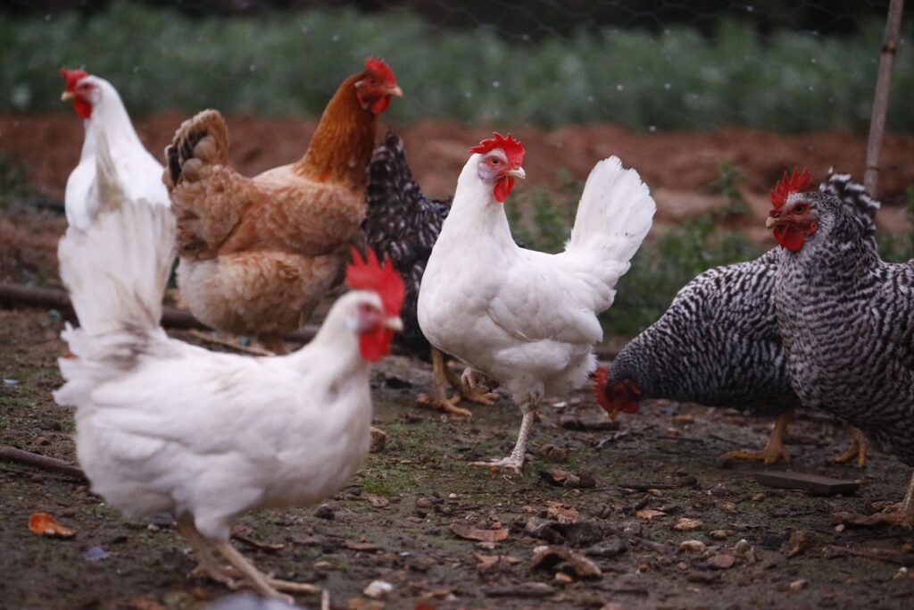 Criadero de pollos, gripe aviar