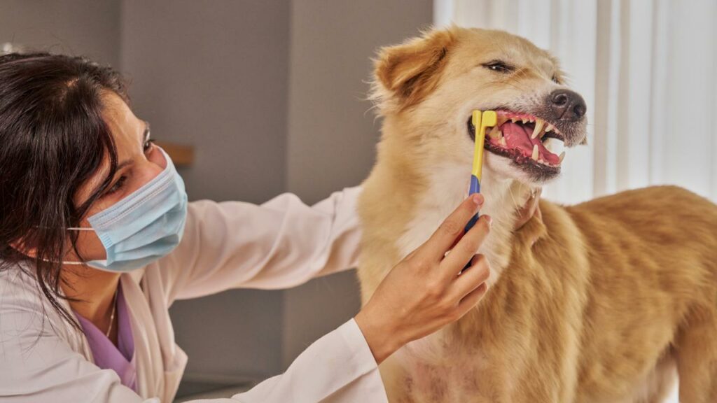 ¿Cada cuánto deben visitar el veterinario tus mascotas? Descúbrelo ahora