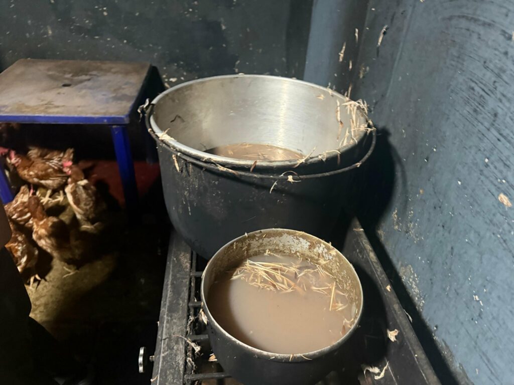 Clausuran una peladora de pollos clandestina en Santo Domingo por operar en condiciones insalubres