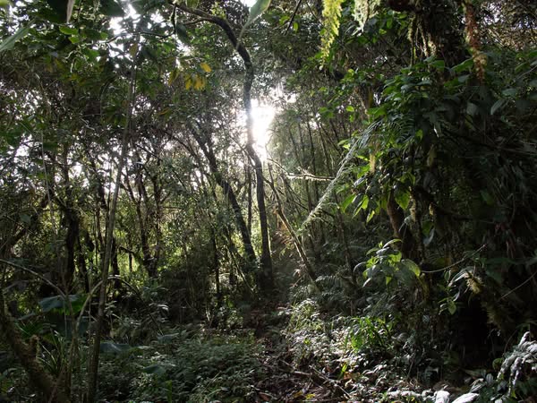 Ecuador declara al Refugio de Vida Silvestre Machay como su 79ª área protegida