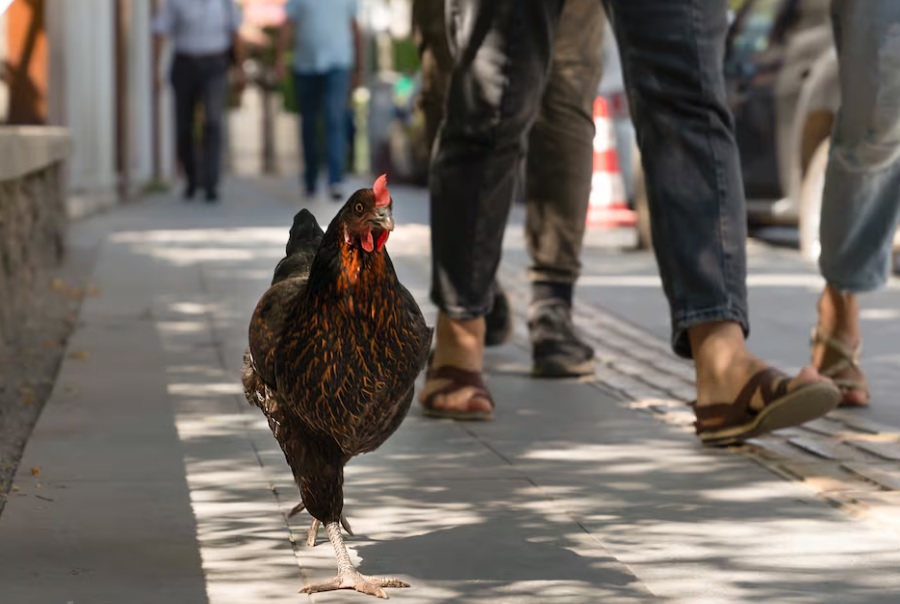 El insólito desafío de Torrevieja: la "plaga" de gallinas que nadie logra resolver