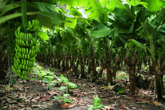El plátano registra inflación superior al 70 % en julio de 2025, siendo el alimento más caro del mes