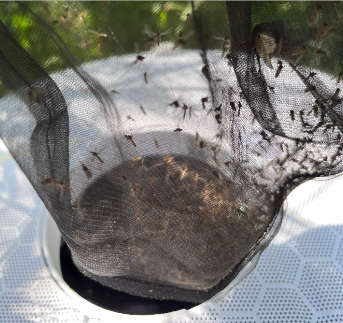 Capturas de mosquito con trampas como las utilizadas en un estudio.
