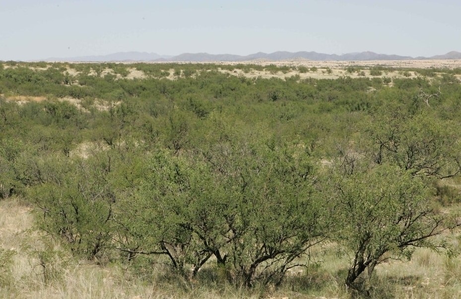El planeta se vuelve más verde... pero también más seco, advierten científicos