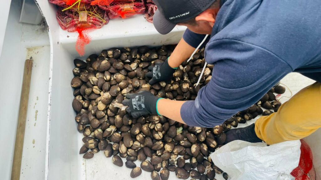 Interceptan cargamento ilegal de más de mil cangrejos vivos y conchas con destino a Estados Unidos