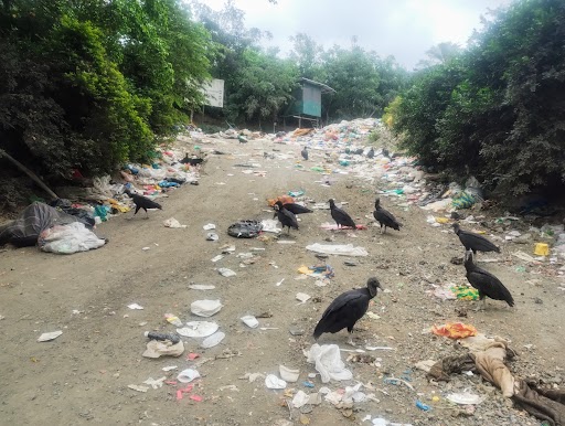 La basura regada en el ingreso al vertedero, donde se observan aves de rapiña.