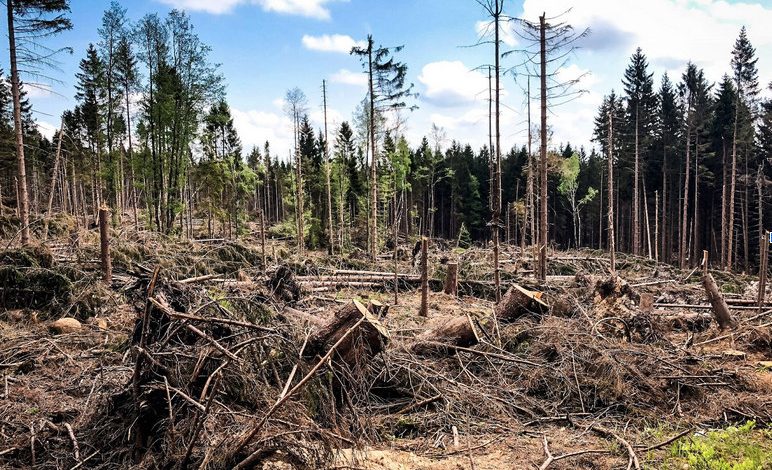 La deforestación y su impacto en el calentamiento global.