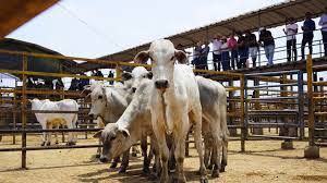 Los datos muestran que el sector lechero es una de las ramas más importantes del agro ecuatoriano, aunque con marcadas brechas de productividad.